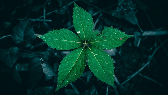 Soulnature Herbal Health Supplement Shop